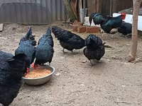 Australorp — fotografija 5