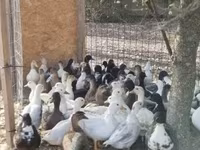 Ducks — الصورة 1