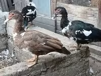 Ducks — zdjęcie 1
