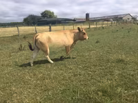 Krava, Partenaise cattle — fotografija 3