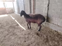 Schafe (Partie, Geschlecht nicht angegeben), Blackheaded Persian sheep — Foto 2