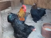 Chickens — zdjęcie 1