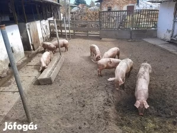 Säue, Schweine