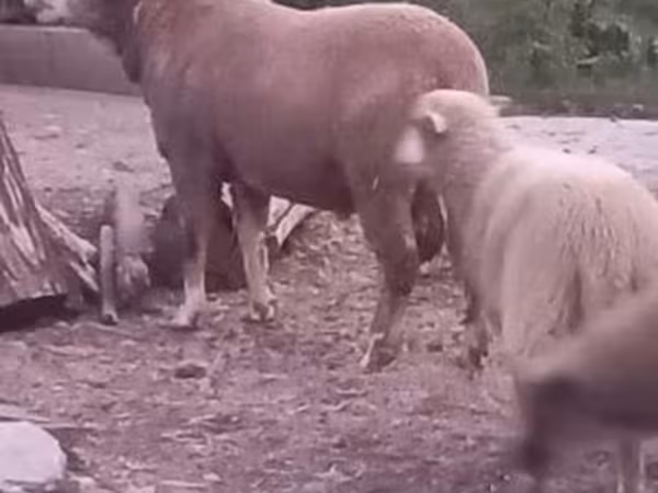 Schaf, Schafe