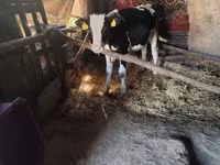 Bulle, Russian Black pied cattle — Foto 2