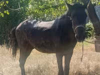Pastuv, French Trotter — fotografija 1