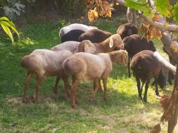 Qoyunlar (partiya, cinsi göstərilməyib), Arashan sheep