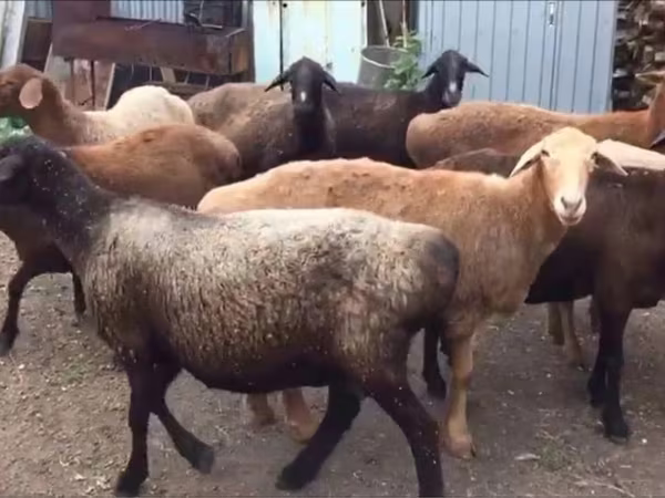 Bélier, Moutons