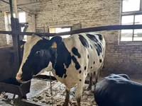 Vaca, Raça Holstein — foto 7