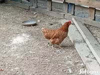 Chickens — الصورة 1