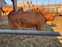 Kuh, Limousin-Kuh — Foto 2