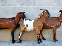 Koza, Nubian Goat — fotografija 3