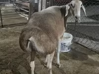 Ovca, Afghan Arabi sheep — fotografija 1