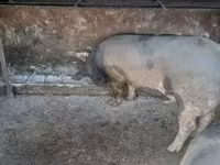 Cerdos (lote, sexo no especificado), Cerdos — foto 1