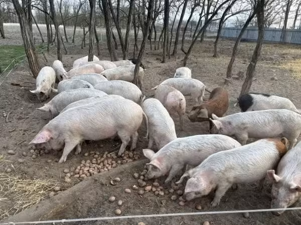 Qaban, Donuzlar