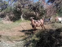 Koze (partija, pol nije naveden), Beetal goats — fotografija 2