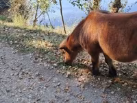 公马, Horses — 照片 6