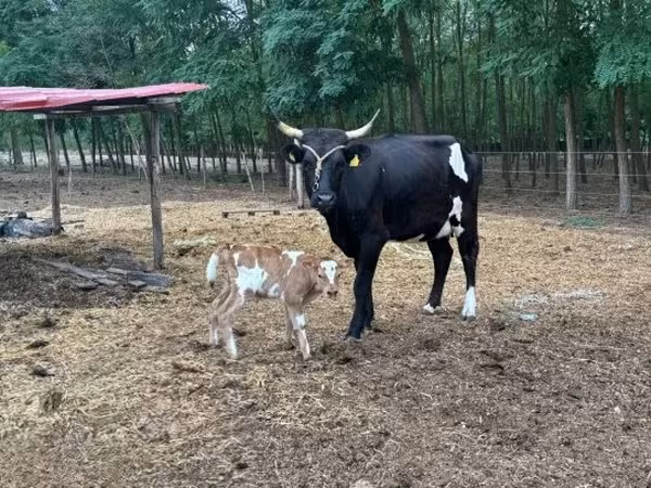 Sigir, Vengercha kulrang zot — Vengriya