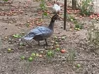 Ducks — zdjęcie 2