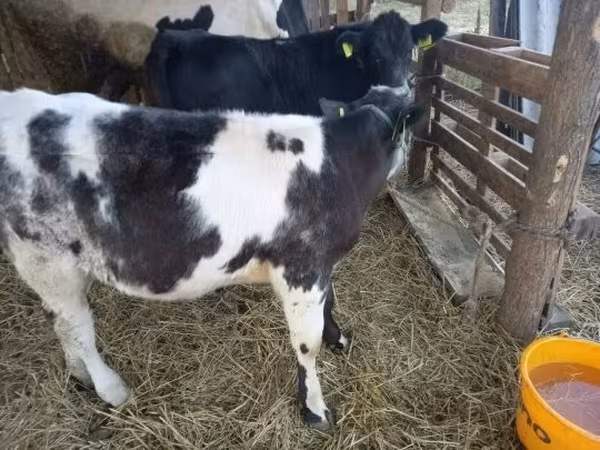 Bovins (lot, sexe non indiqué), Bleue de Belgique