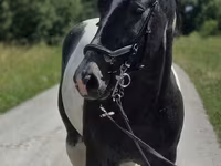 Konji (partija, pol nije naveden), Horse breed — fotografija 6