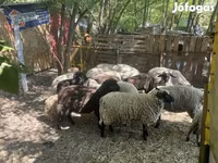 Schaf, White Suffolk sheep — Foto 5