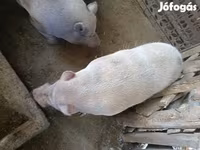 नर सूअर, Вьетнамская вислобрюхая — फ़ोटो 1