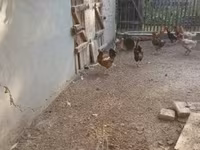 Chickens — Foto 3