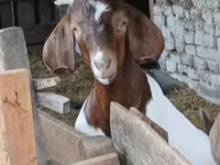 बकरा, Boer goat — फ़ोटो 7
