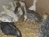 Turkeys — fotografija 5