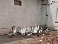 Geese — Foto 2