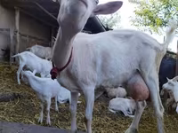 Cabra, Saanen goat — foto 1