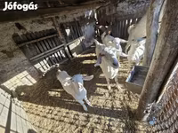 Cabra, Cabras — foto 4