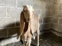 Cabra, Nubian Goat — foto 3