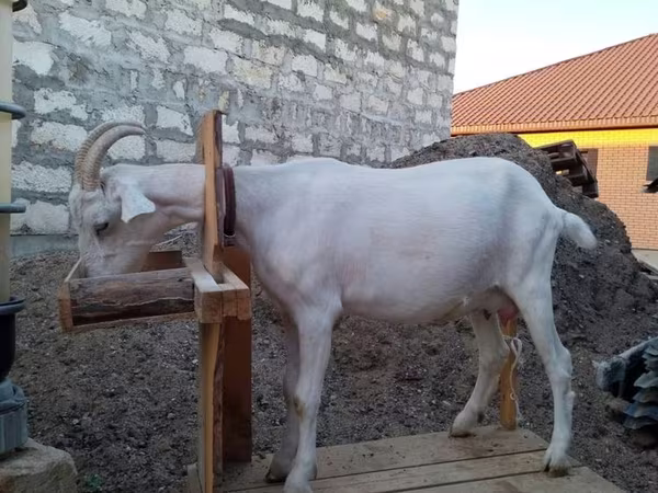 Ешкі, Saanen goat