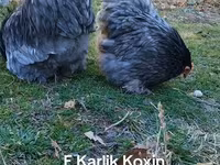 Kočin — fotografija 6