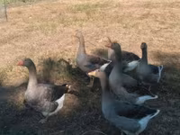 ग्रॉ ओग ग्रॉब्रोगेडे डांस्के गैस — फ़ोटो 1