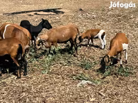 Ovan, Cameroon sheep — fotografija 1