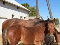 Caballo, Caballos — foto 4
