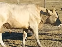 Bik, Charolais cattle — fotografija 2
