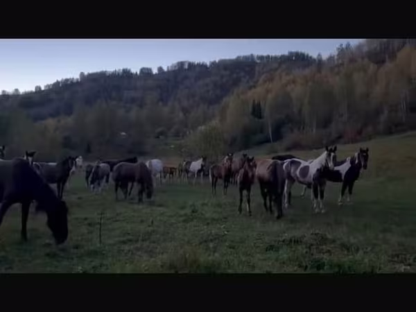 Бие, New Altai Horse