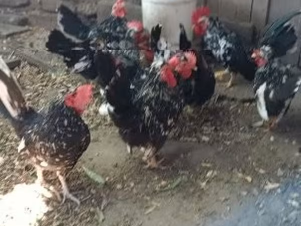Chickens — Венгрия