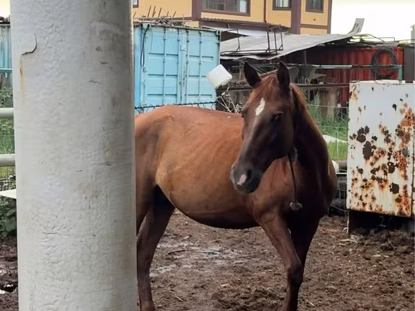 Kobila, Thoroughbred horse