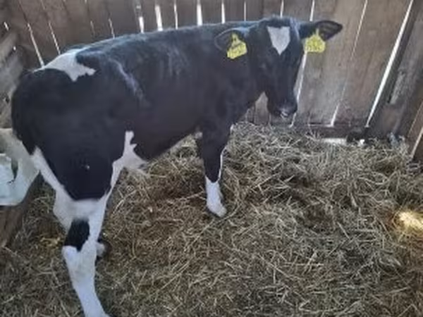 公牛, Russian Black pied cattle