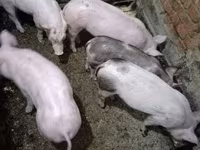 सूअर (लॉट, लिंग निर्दिष्ट नहीं), सूअर — फ़ोटो 2