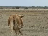 Krowa, Latvian Blue cattle — zdjęcie 5