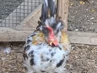 Chickens — zdjęcie 3