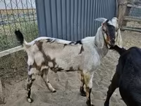 Cabro, Nubian Goat — foto 6