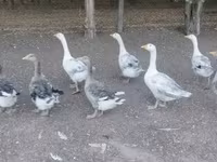 Geese — 写真 3
