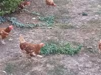Chickens — الصورة 1